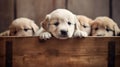 Group of young, playful puppies happily in a wooden crate.