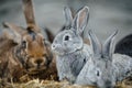 A group of young rabbits in the hutch Royalty Free Stock Photo