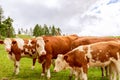 Group of young red cows on a pasture in the Italian Alps Royalty Free Stock Photo