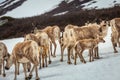 Group of young reindeers caribou in Norway tundra, Scandinavia Royalty Free Stock Photo