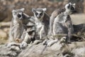 Group of young ring-tailed lemurs