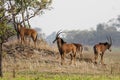 A group of young sable antelope grazing in the Kafue national pa Royalty Free Stock Photo