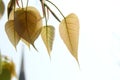 Group of young Sacred tree\'s leaves. Royalty Free Stock Photo