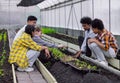 group of young school teenager learning agricultural in plant vegetable nursery agriculture farm gardening in greenhouse Royalty Free Stock Photo