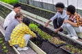 group of young school teenager learning plant vegetable nursery agriculture farm gardening in greenhouse Royalty Free Stock Photo