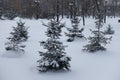 Group of spruces covered with snow in winter