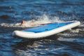 Group of young sup surfers fall from SUP stand up paddle board, women drowning, concept of fail solving problems, team work and Royalty Free Stock Photo