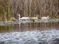 A group of young swans swimming peaceful in the water Royalty Free Stock Photo