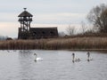 A group of young swans swimming peaceful in the water Royalty Free Stock Photo