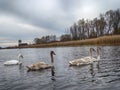 A group of young swans swimming peaceful in the water Royalty Free Stock Photo