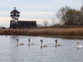 A group of young swans swimming peaceful in the water Royalty Free Stock Photo