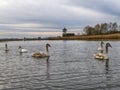 A group of young swans swimming peaceful in the water Royalty Free Stock Photo