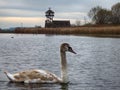 A group of young swans swimming peaceful in the water Royalty Free Stock Photo