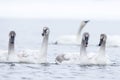 Group of young swans Royalty Free Stock Photo