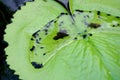 Tadpole on Lotus Leaf