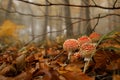 Group of young toadstools in an enchanted forest