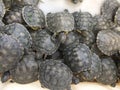 A group of young tortoises