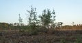 Group of young trees that survived a clear cutting logging operation