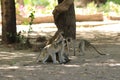 Funny young vervet monkeys playing