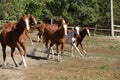 Group of young western horses moving