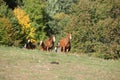 Group of young western horses moving