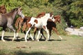 Group of young western horses moving