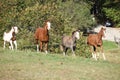 Group of young western horses moving