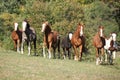 Group of young western horses moving