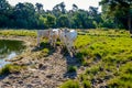 Group of young white cows looking curiously at the photographer Royalty Free Stock Photo