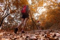 Group young women of hikers walking with backpack on a mountain at sunset. Traveler going camping outdoors. Royalty Free Stock Photo