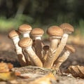 A group of younger Hallimasch mushrooms in the foliage