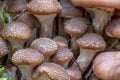 A group of younger Hallimasch mushrooms with blurred background