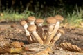 A group of younger Hallimasch mushrooms in the foliage