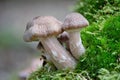 A group of younger Hallimasch mushrooms in green Moss