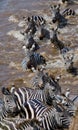 Group zebra crossing the river Mara. Kenya. Tanzania. National Park. Serengeti. Maasai Mara.