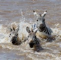 Group zebra crossing the river Mara. Kenya. Tanzania. National Park. Serengeti. Maasai Mara.