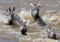 Group zebra crossing the river Mara. Kenya. Tanzania. National Park. Serengeti. Maasai Mara.