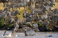 Group zebra crossing the river Mara. Kenya. Tanzania. National Park. Serengeti. Maasai Mara.