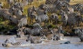 Group zebra crossing the river Mara. Kenya. Tanzania. National Park. Serengeti. Maasai Mara.