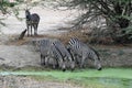 Group zebra drinking by green waterhole - Tanzania Royalty Free Stock Photo