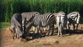 Group Zebra eatting grass near river