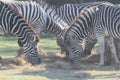 Group zebra eatting grass in safari