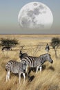 Group of Zebra (Equus quagga) - Namibia Royalty Free Stock Photo