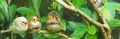 Group of Zebra finches perched on a branch, green leaves background banner