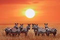 Group of zebras in the African savanna against the beautiful sunset. Serengeti National Park. Tanzania. Wild life of Africa.