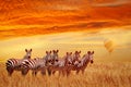 Group of zebras in the African savannah against the beautiful sunset and balloon. Serengeti National Park. Tanzania. Africa.