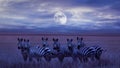 A group of zebras in the African savannah. Night lunar landscape.