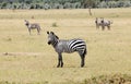 Group of zebras in the African savannah Royalty Free Stock Photo