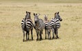 Group of zebras in the African savannah Royalty Free Stock Photo