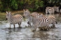 Group of zebras in a body of water under the bright sunlight Royalty Free Stock Photo